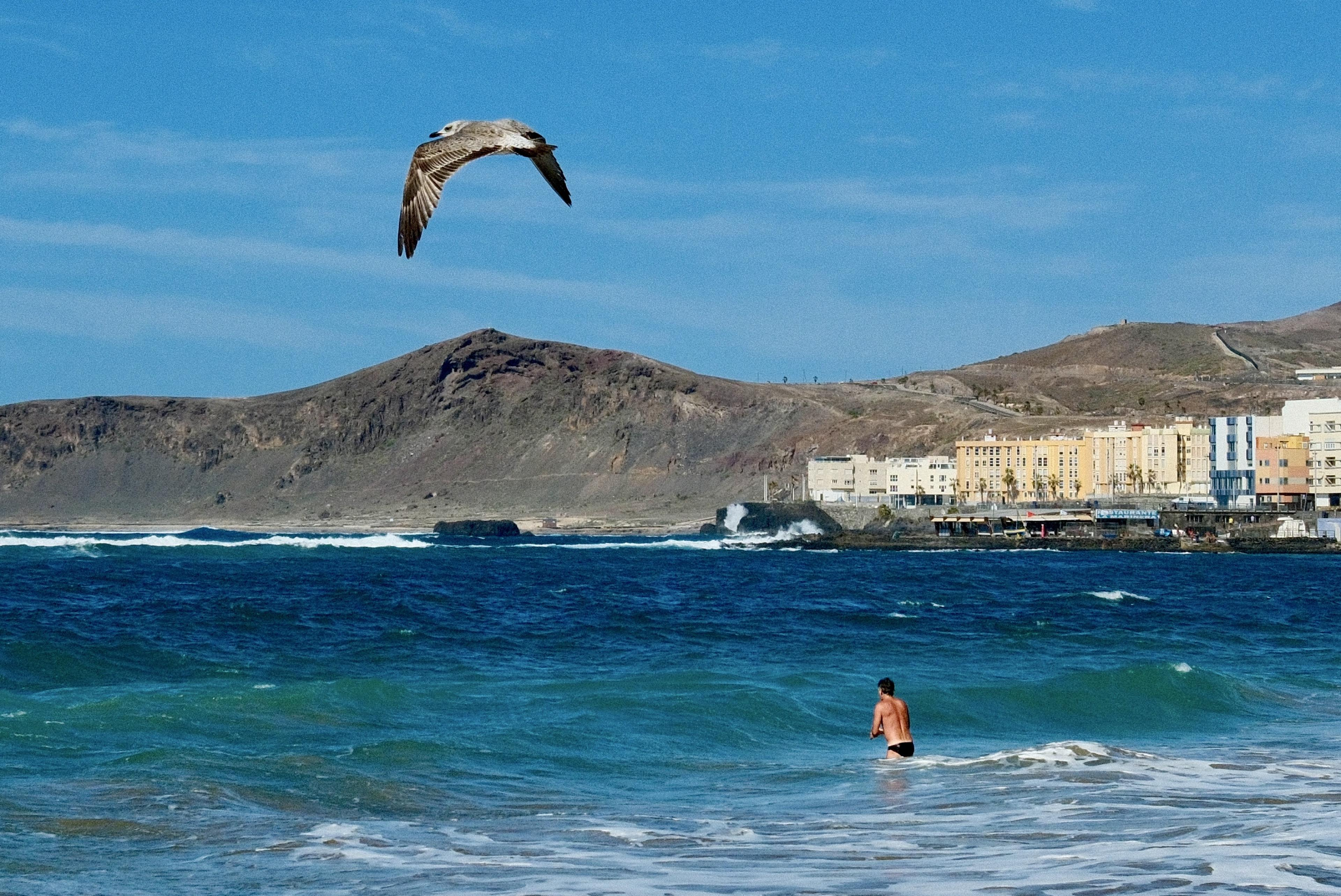 A seagull flies overhead against a clear blue sky while a lone swimmer stands in turquoise ocean water with white-capped waves. In the background, arid brown mountains rise behind a coastal town with multi-story buildings in varying colors including yellow, white, and blue. Dark rocky formations are visible in the surf between the swimmer and the shore.