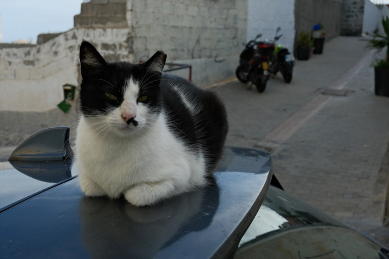 #cat #street #spain